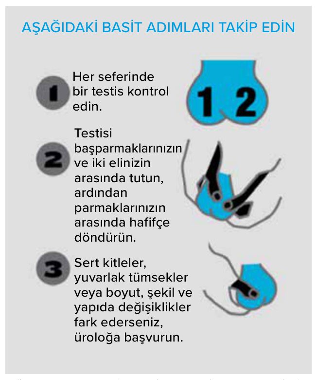 Testis kendi kendine muayenesi için adımlar